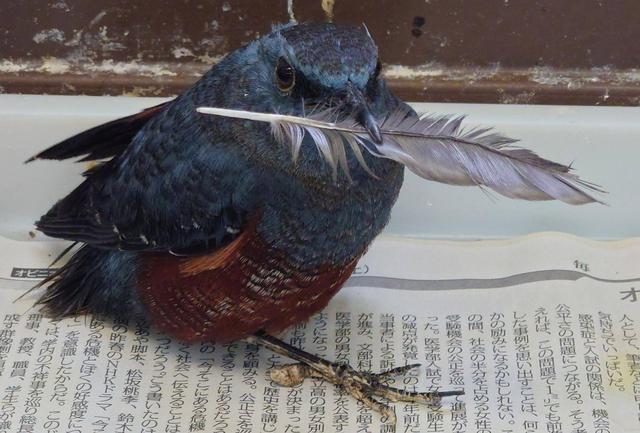 イソヒヨドリのオス02jpg