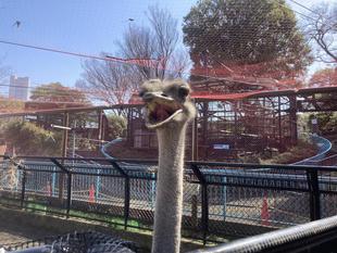 ダチョウとフラミンゴが見やすくなりました！