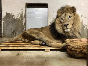 ラージャーの最近の様子