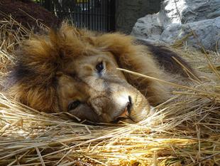 ありがとうラージャー