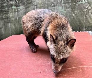 夏暑く、たくましく、徒然に