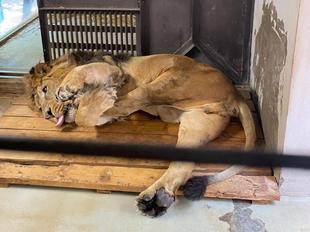 ラージャーとの１年３か月