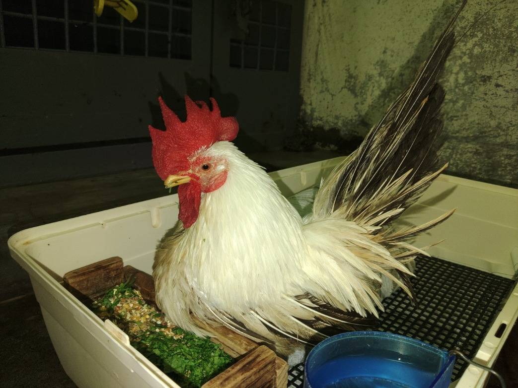 解散丸の写真