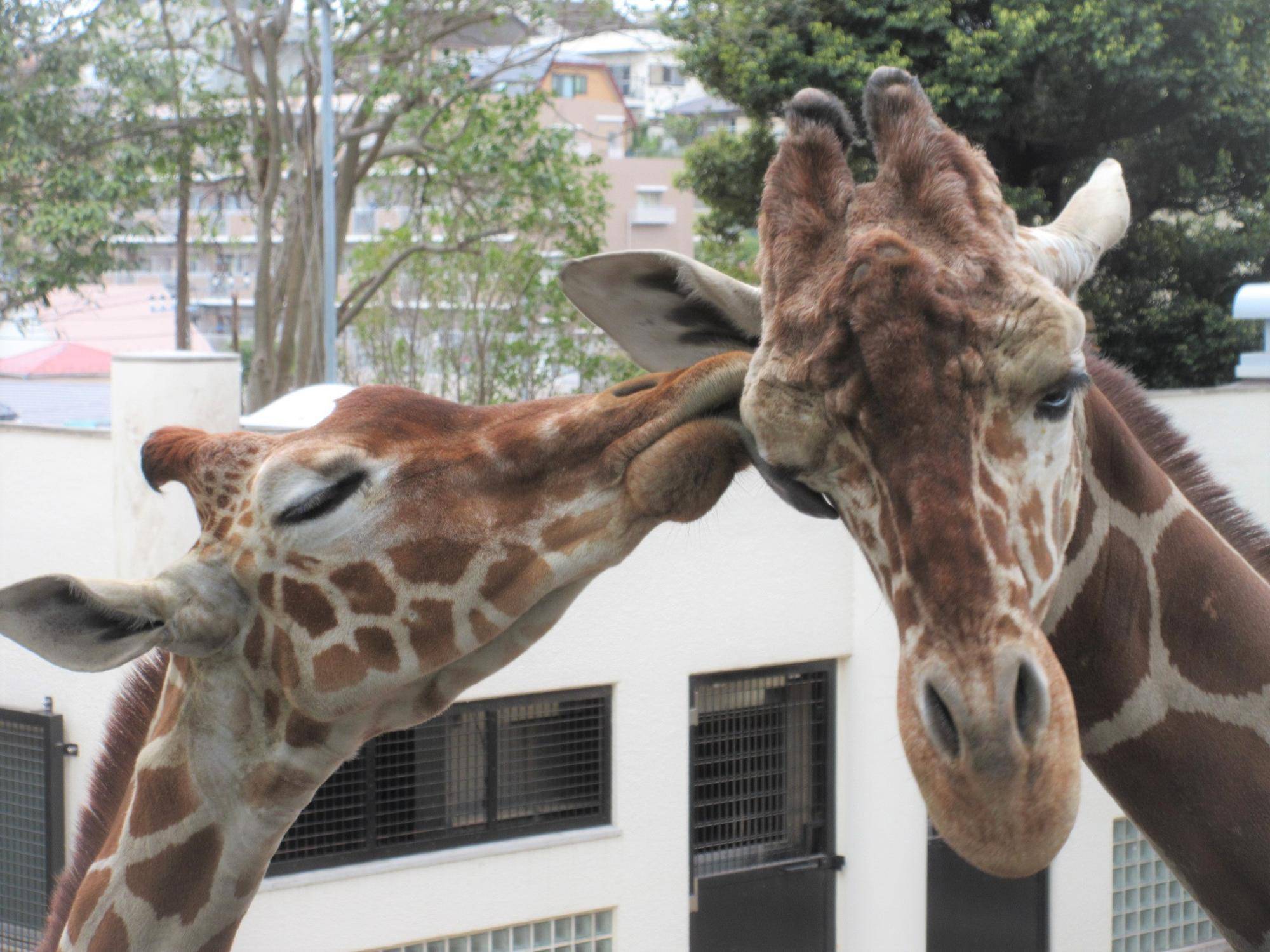 SAVE THE GIRAFFE JOIN US! ~世界キリンの日のご報告~の写真