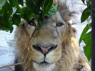 「ラージャーありがとう写真展」その２