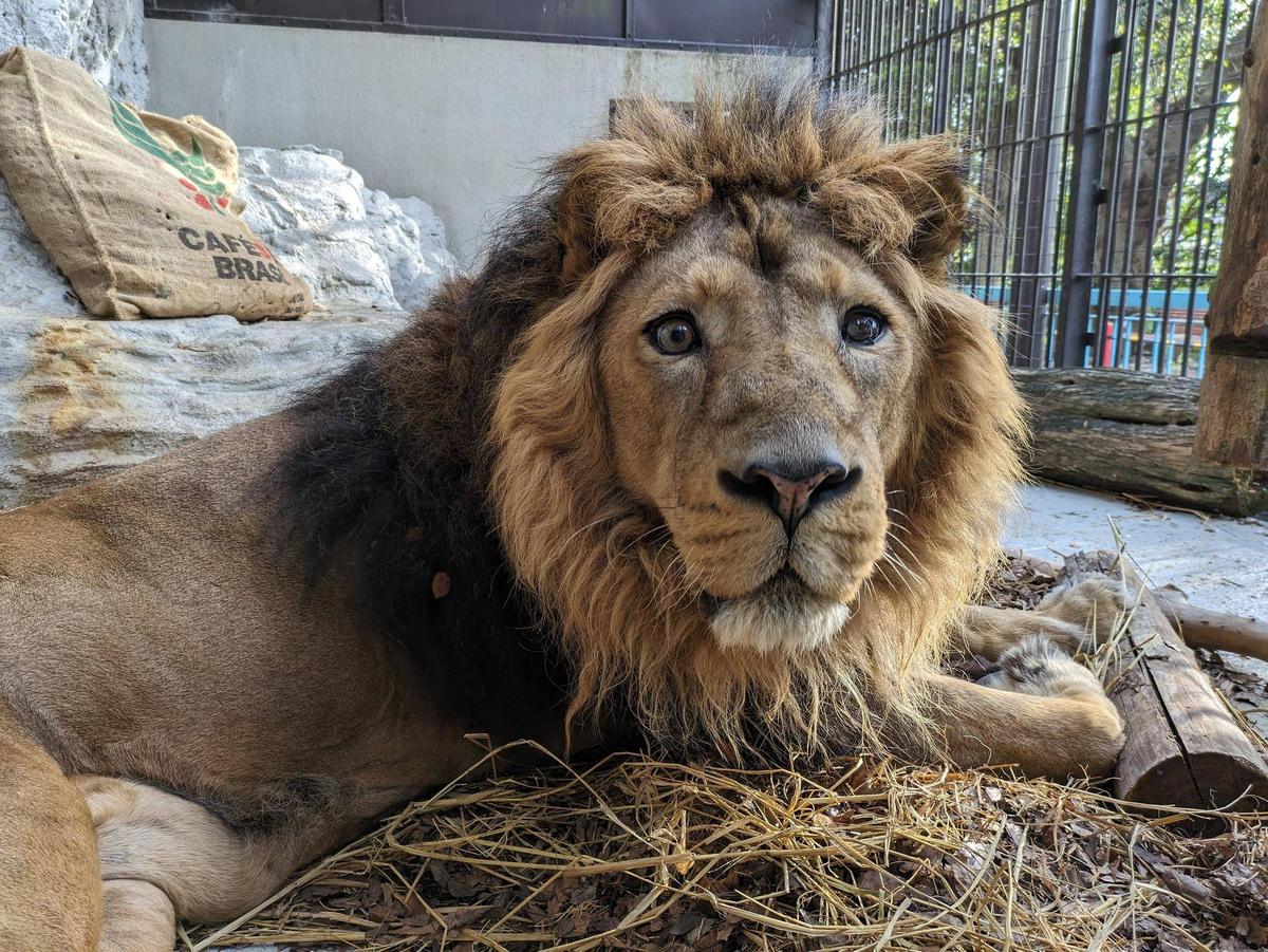 【2点購入150円引】ライオンくんがうまれたよ　やまもとよしこ パーチェ】がくしゃみした🦁他〜北の国から⛄️仲良しライオン館