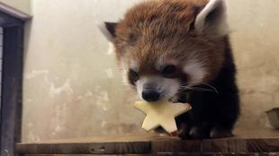 イチゴの七夕☆