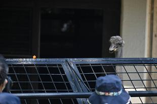 七夕ダチョウガイド