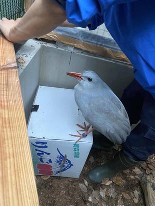 カグーのプチお引越し