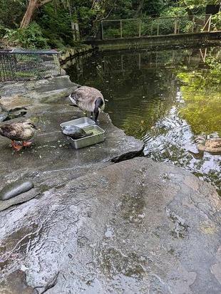 大池とカナダガン