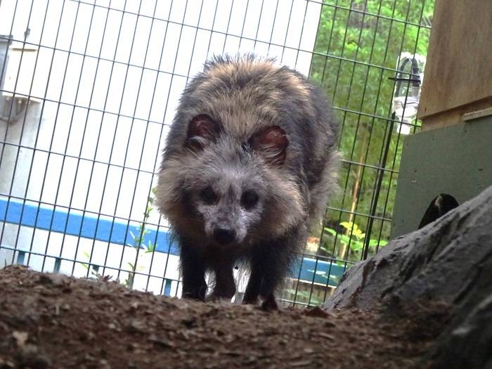 幻のタヌキ?の写真