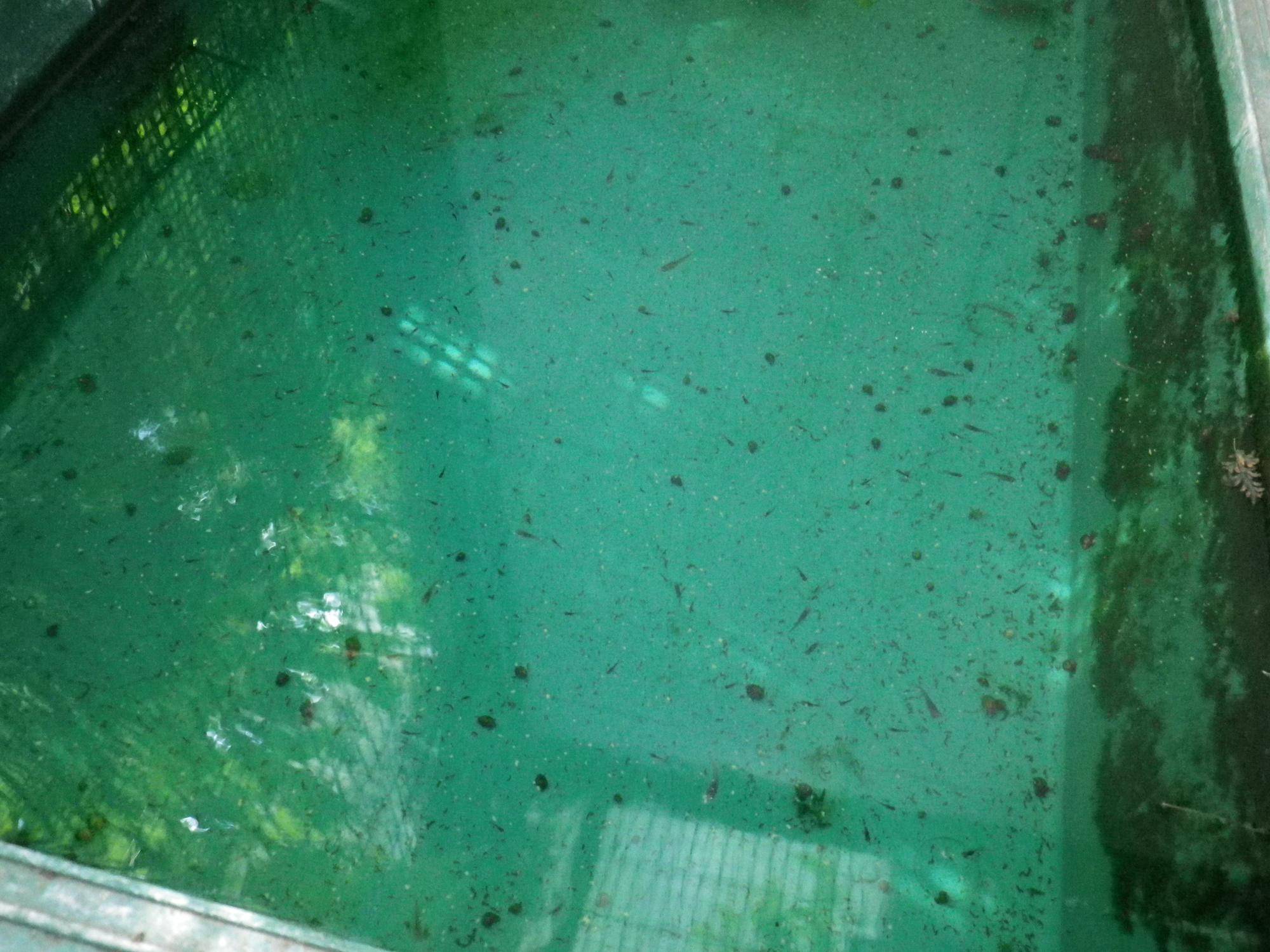 大爆発!!の写真