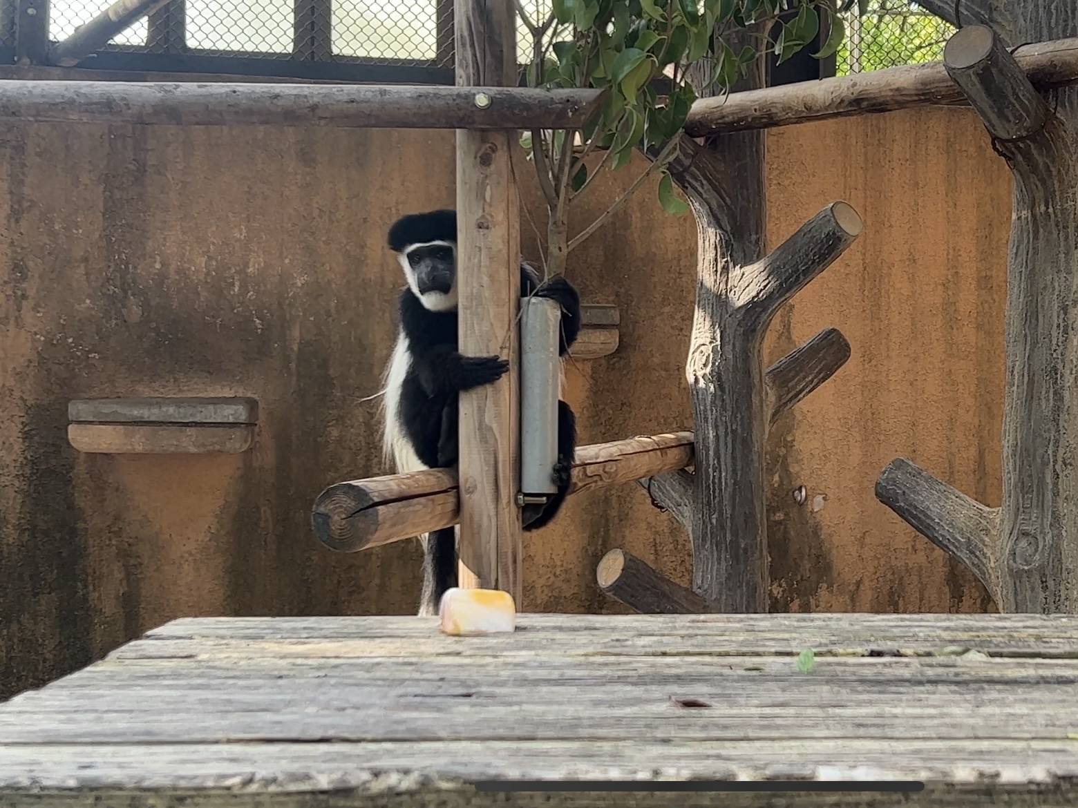 サルたちと氷 ~アビシニアコロブス編~の写真