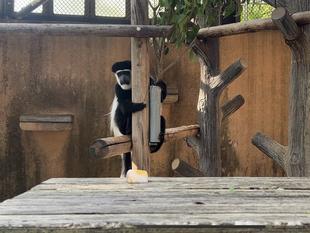 サルたちと氷　～アビシニアコロブス編～