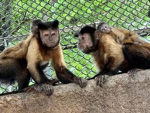 ベビーラッシュ！