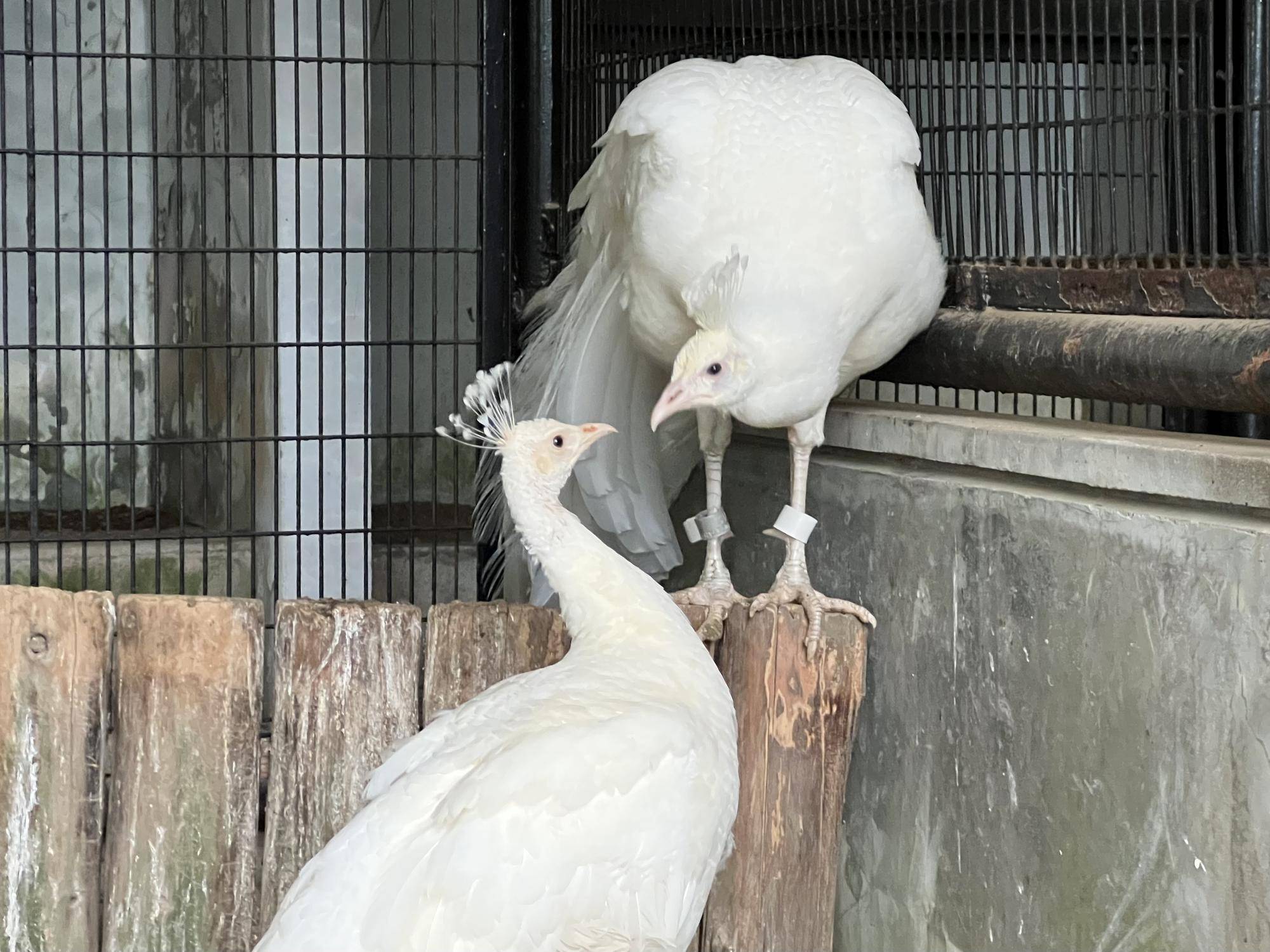 野毛一番の仲良しカップル!?の写真