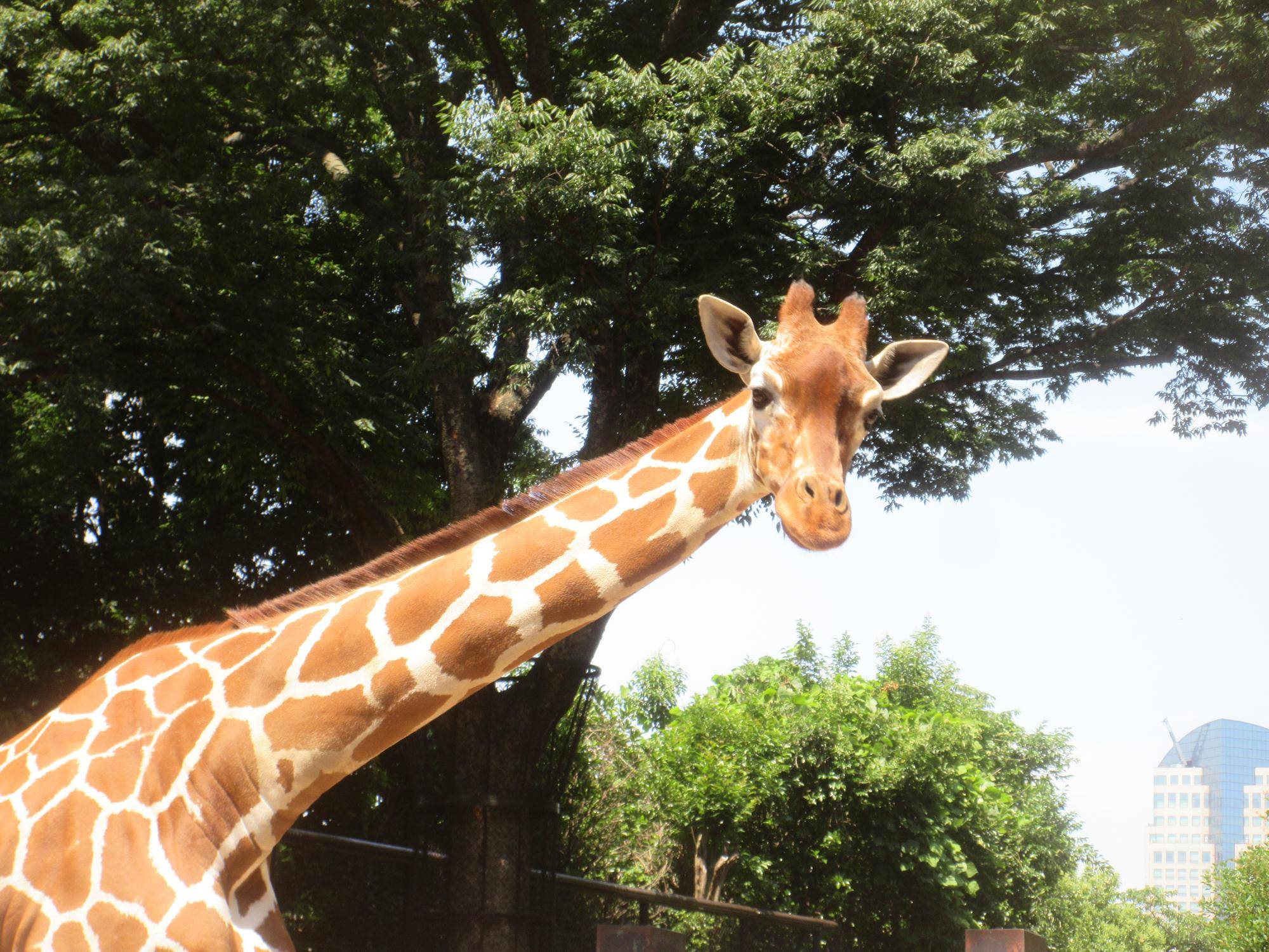 【あみあみ&しましま便り】キリンだって、シマウマだっての写真