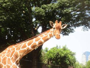 【あみあみ＆しましま便り】キリンだって、シマウマだって