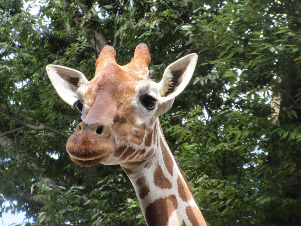 あみあみ便り】Happy Birthday！モミジ10歳|動物トピックス｜ブログ