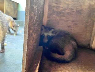 秋は短し、ふとれよタヌキ