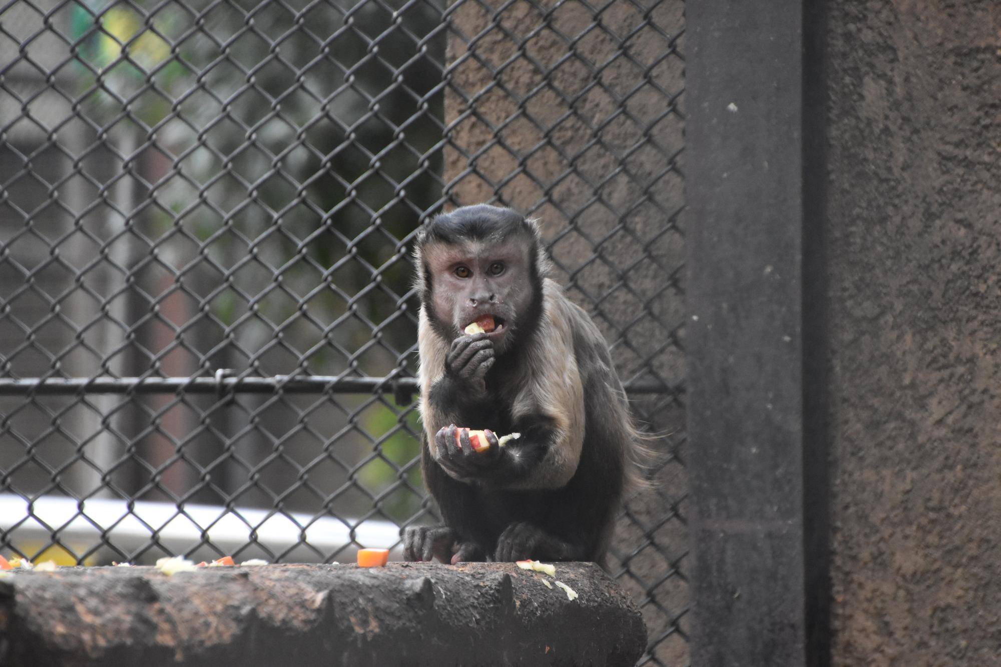 【フサオマキザル】どうぶつガイドの写真