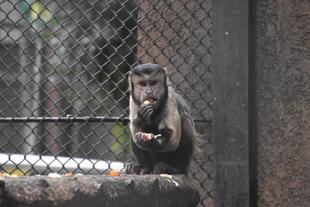 【フサオマキザル】どうぶつガイド