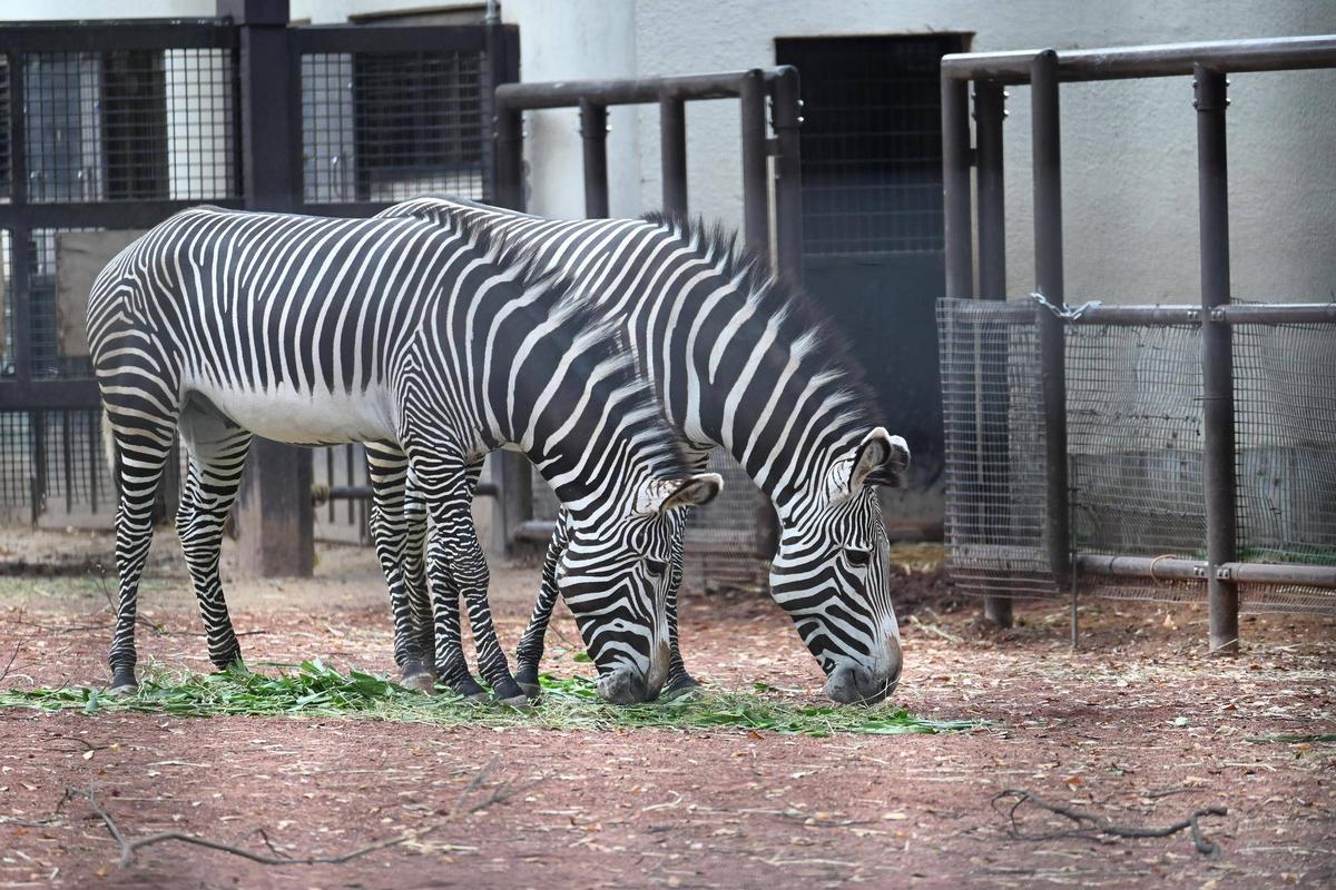 しましま便り】Happy Birthday リアン＆♡|動物トピックス｜ブログ
