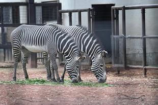 【しましま便り】Happy Birthday リアン＆♡