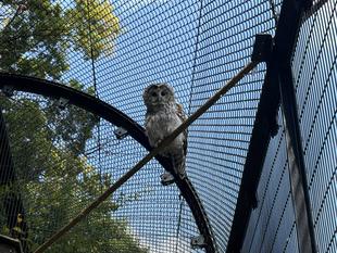 フクハが出園します。