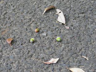 もう間もなく　集まれ！！どんぐりひろい隊　2024