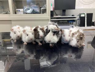 モルモットの赤ちゃん誕生!