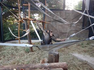 アニマルペアレント支援金でハンモックを購入しました