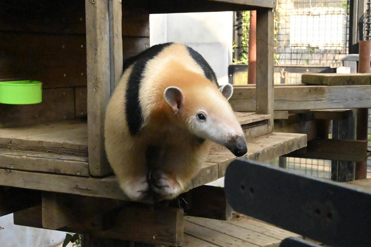 このはがやってきた|動物トピックス｜ブログ|野毛山動物園公式サイト