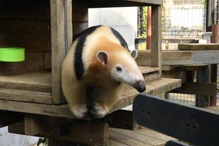 このはがやってきた