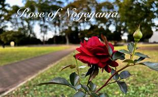 【野毛山公園展望地区の最近のバラの開花状況をいくつかご紹介いたします】