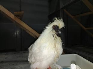 頑張れシロウコッケイ