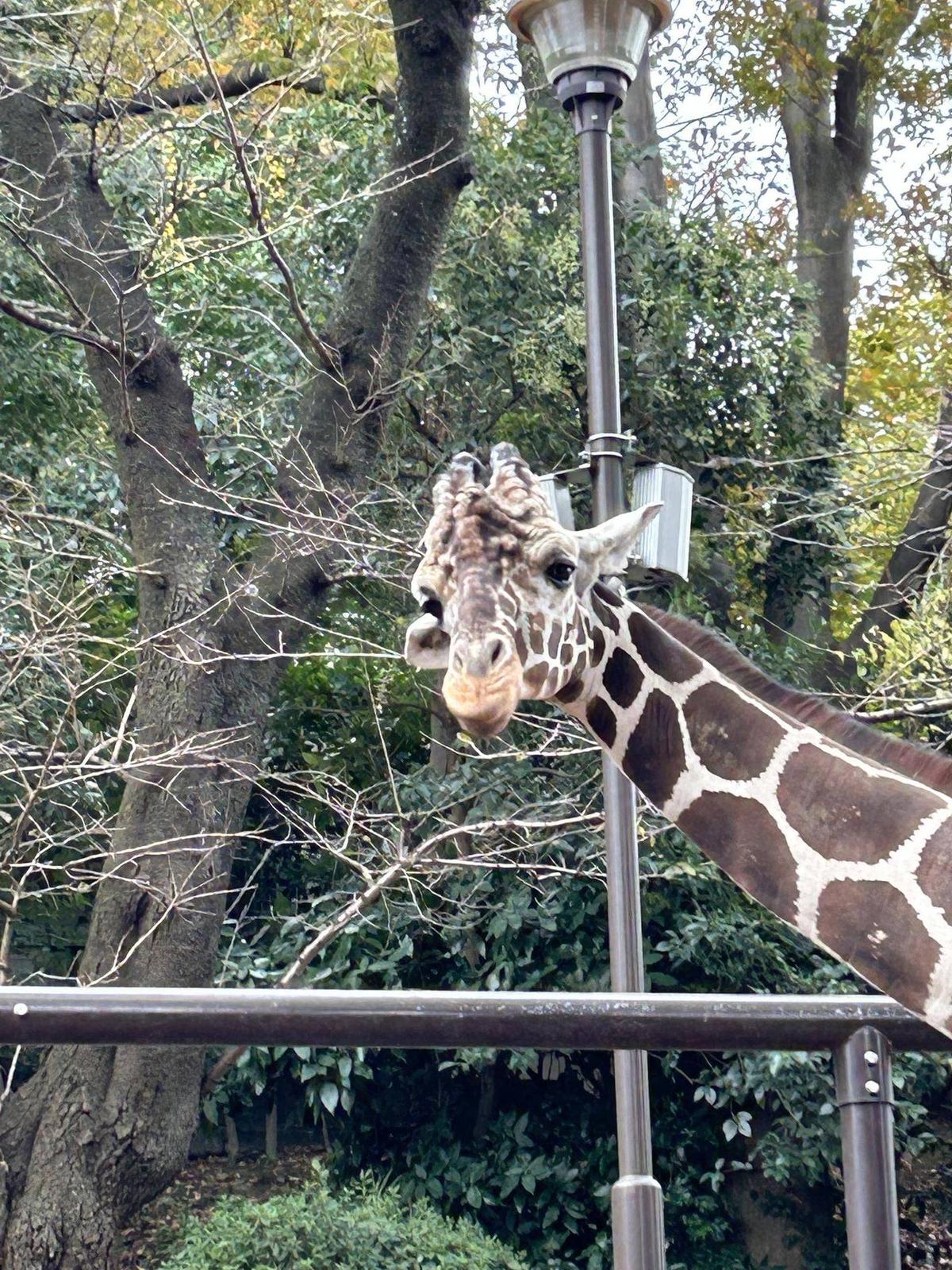 あみあみ便り】 キリン研究会に参加しました|動物トピックス｜ブログ