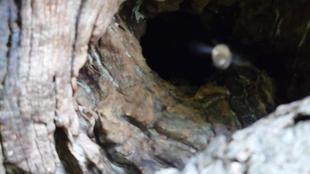 ミツバチふたたび①