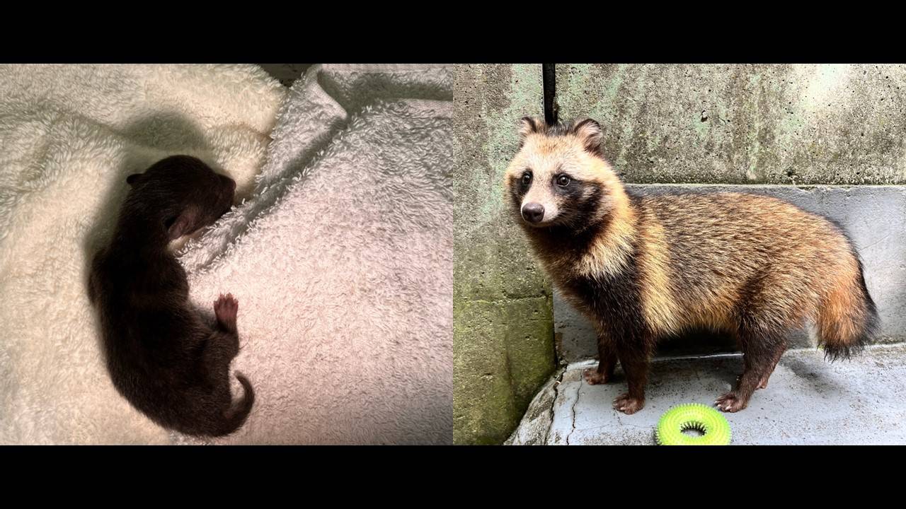 タヌキ、おもひで、褪せぬ間にの写真