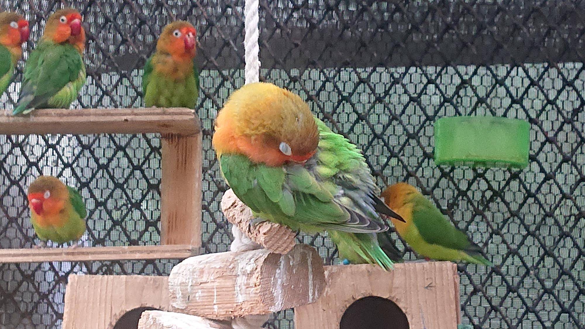 いいインコの日の写真