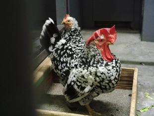 ゴイシチャボの行方