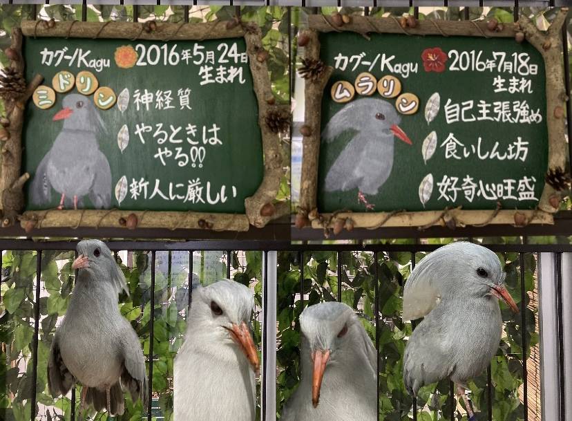 カグー展示再開!!の写真