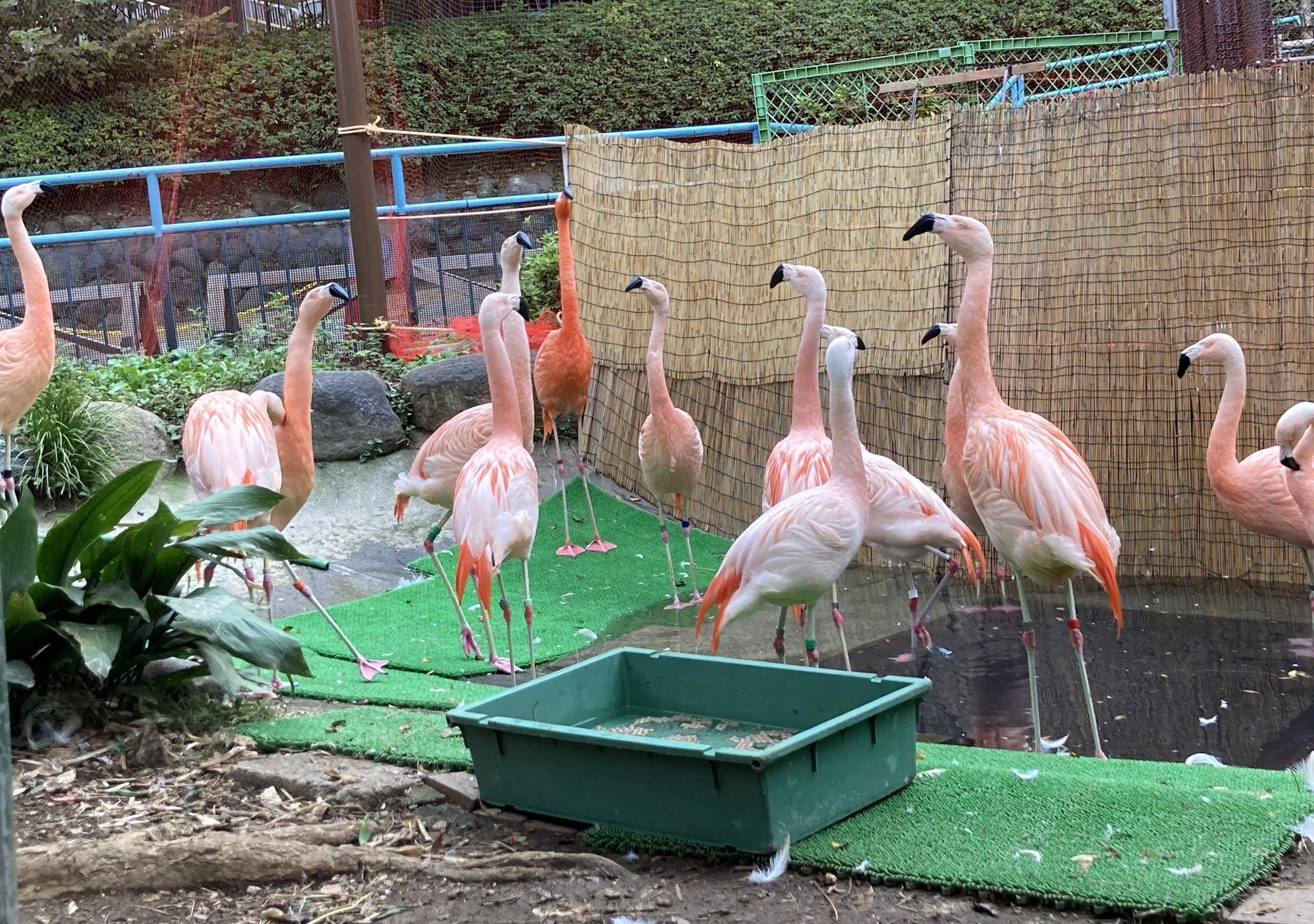 フラミンゴにお便りをいただきましたよの写真