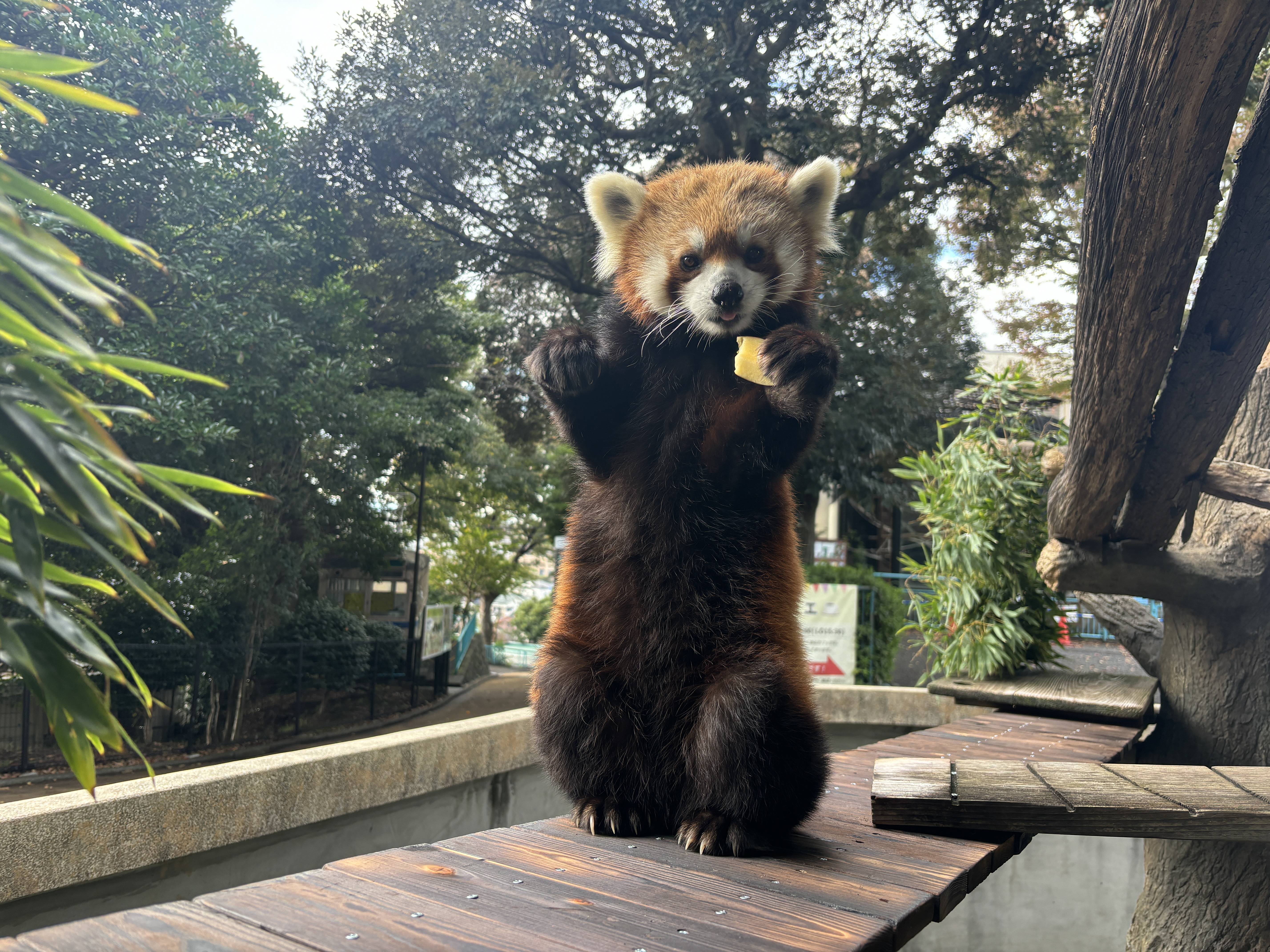 イチゴのウッドデッキの写真