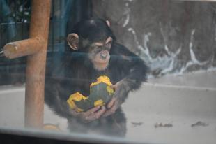 チンパンジーたちのハロウィン2024