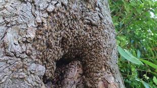 ミツバチふたたび③