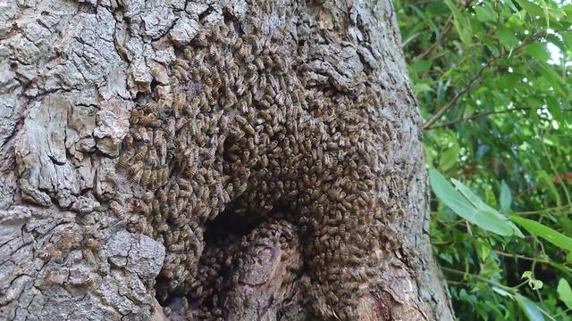 20240729ミツバチの巣2.jpg
