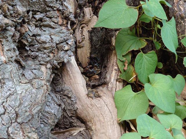 ミツバチの巣の入り口の下にカブトムシ♀ 20240729カブトムシ.jpg