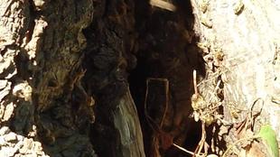 ミツバチふたたび④