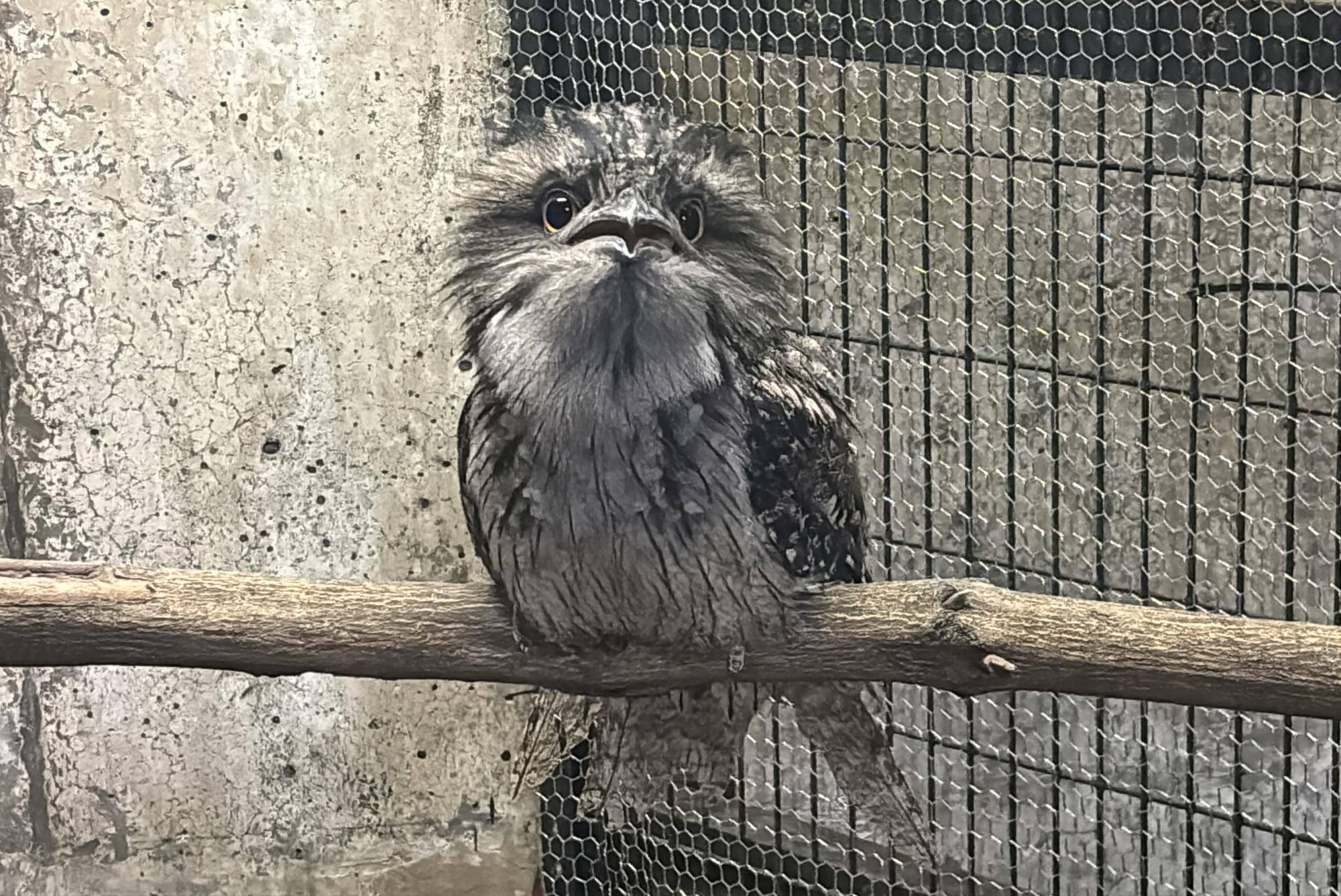 オーストラリアガマグチヨタカが野毛山動物園に仲間入り~到着当日編の写真